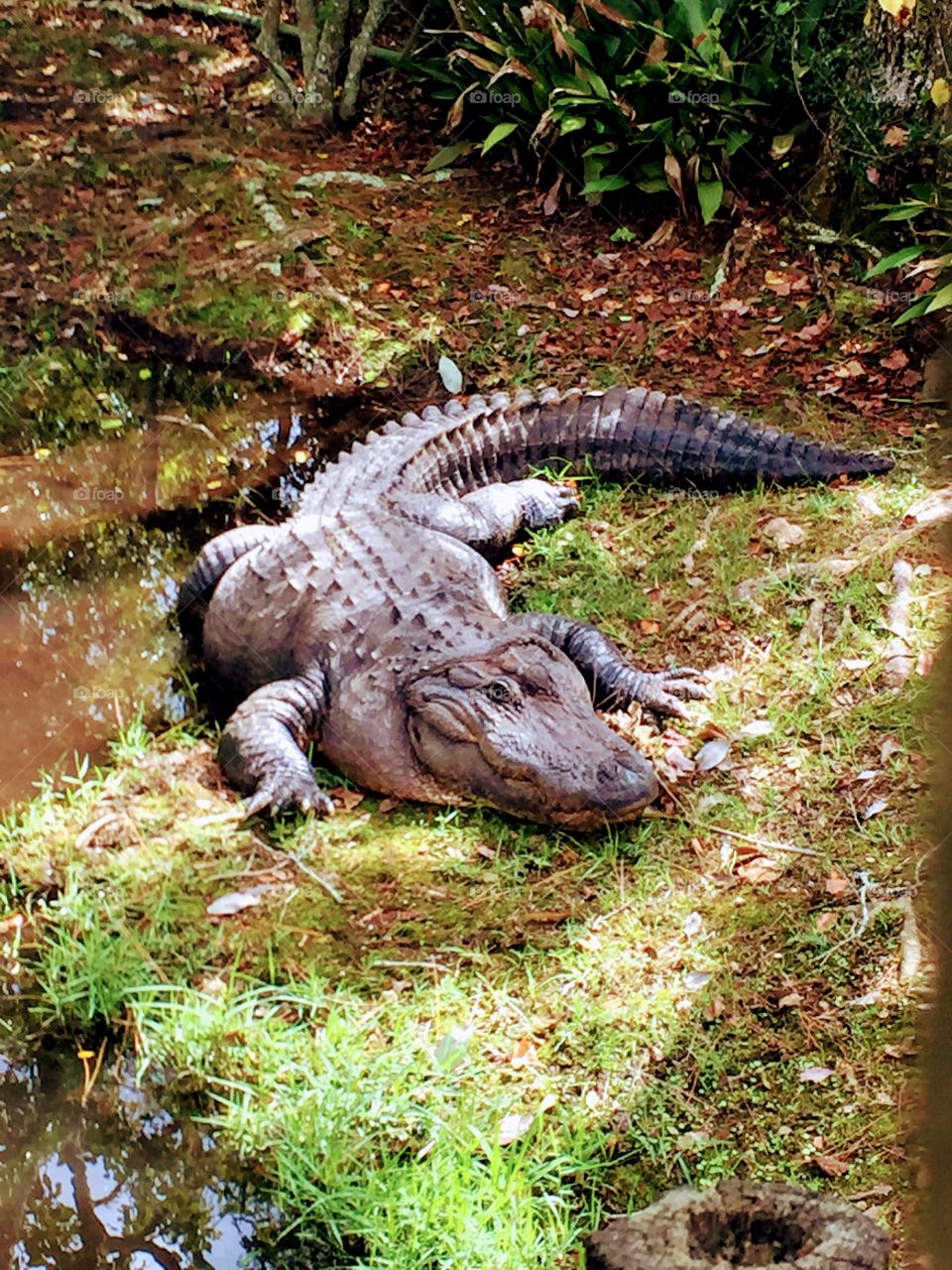 Crocodile looking hungry 