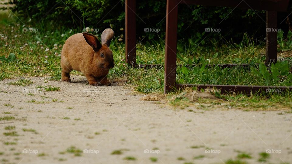 rabbit is hopping