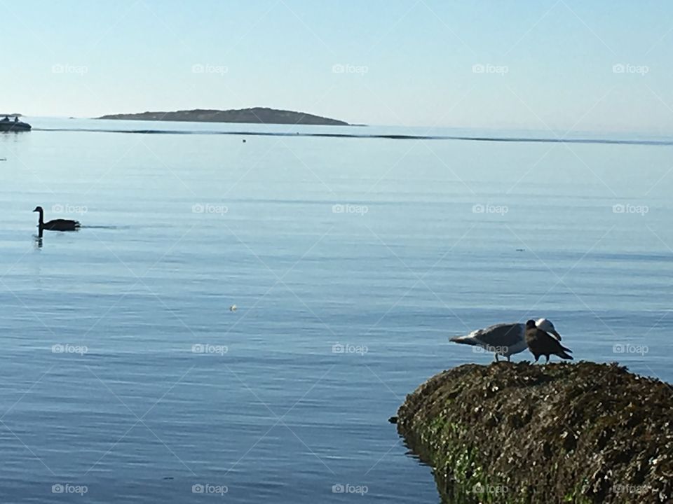 Seagull, crow and duck 