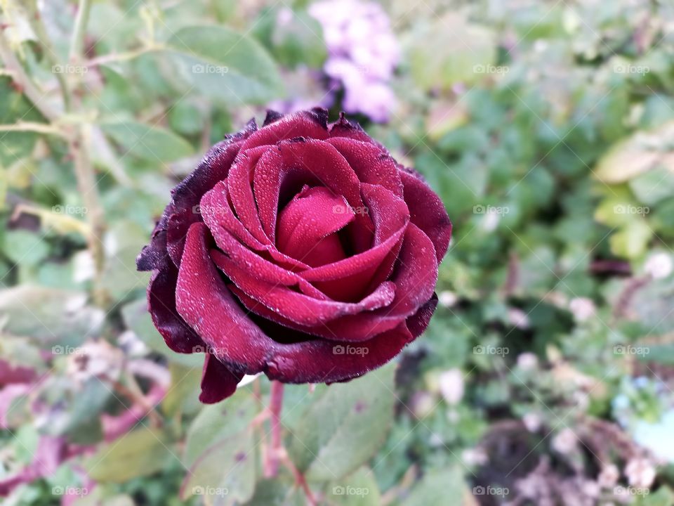 beautifull rose