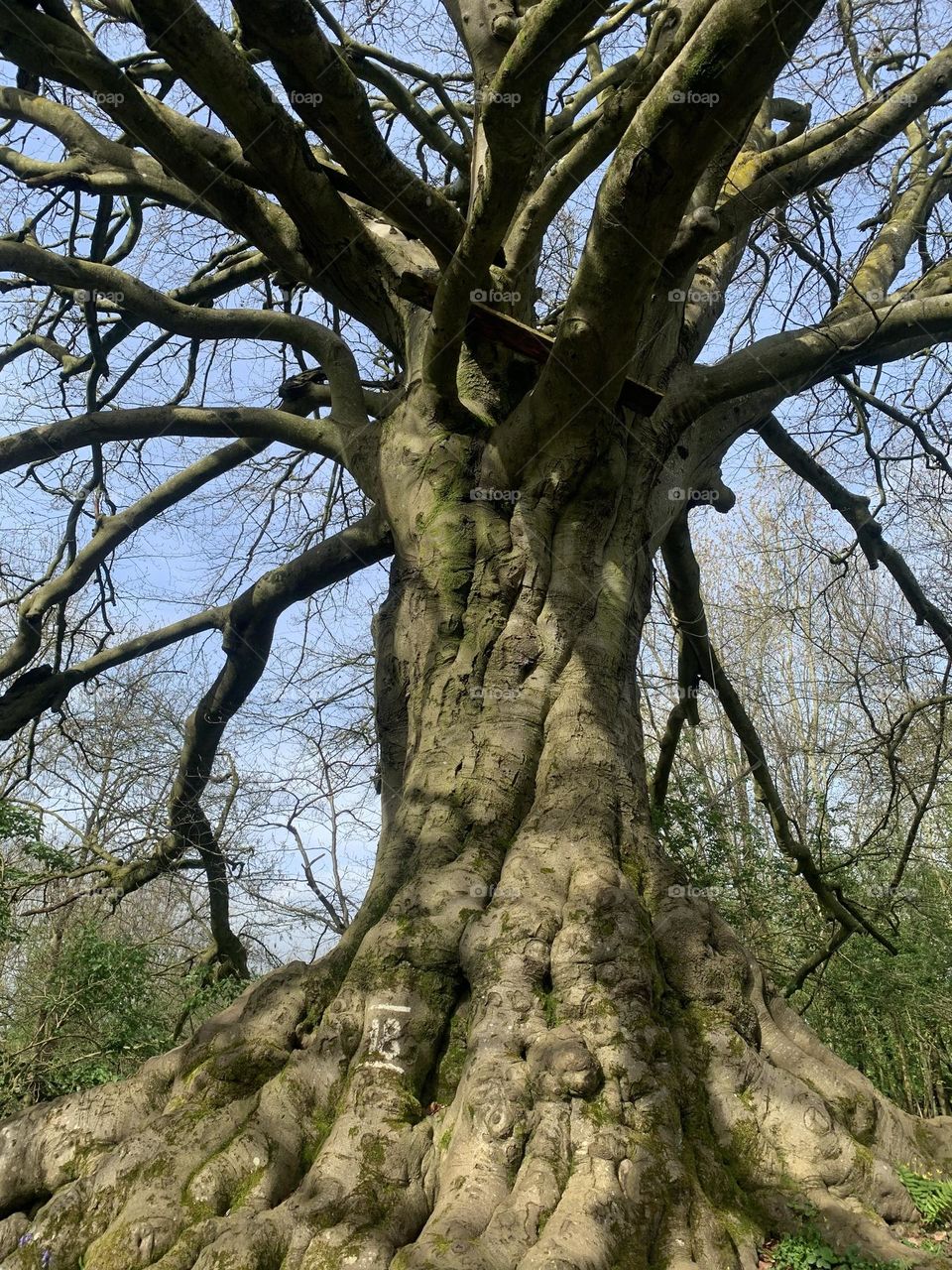 Huge tree spotted during walk in nature, spring 2024.