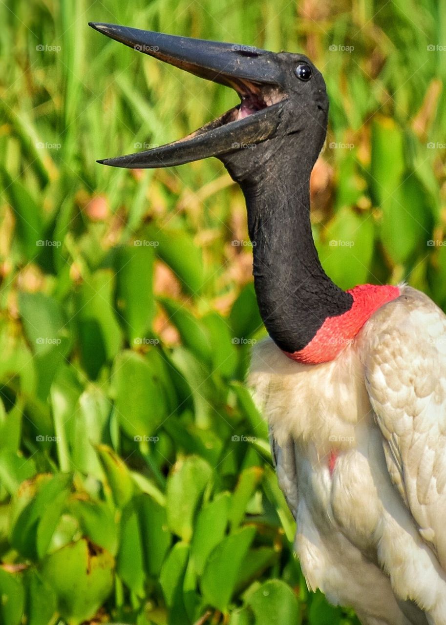 Tuiuiú sorrindo para foto