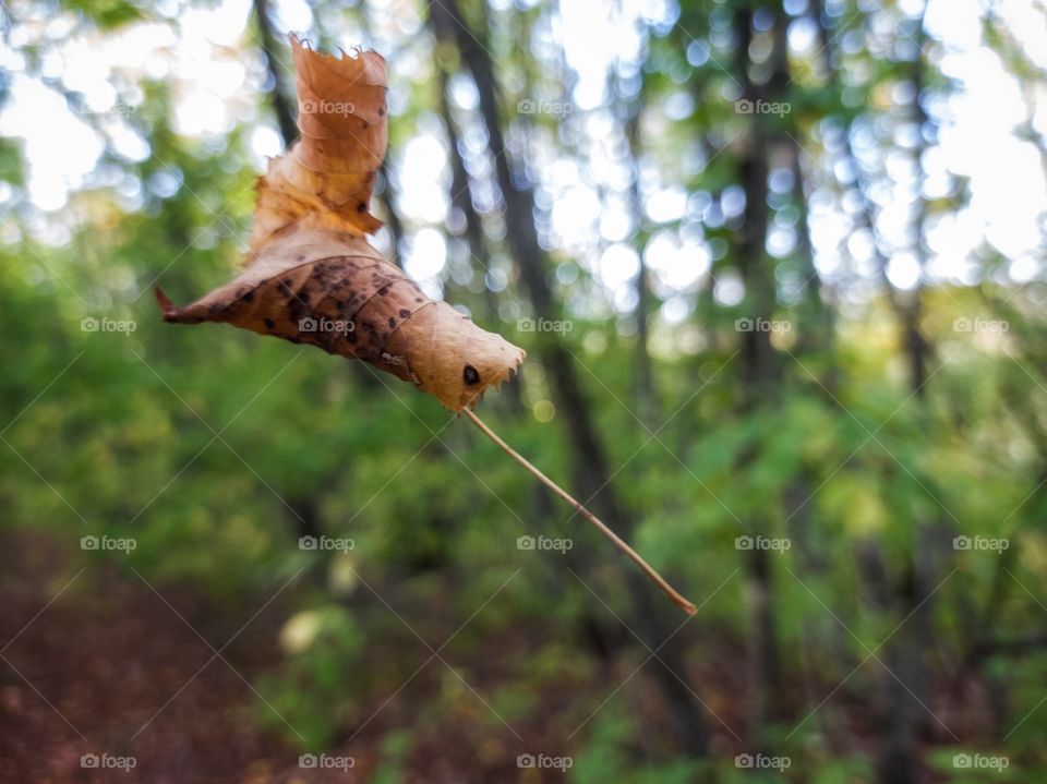 A flying leaf in the forest.