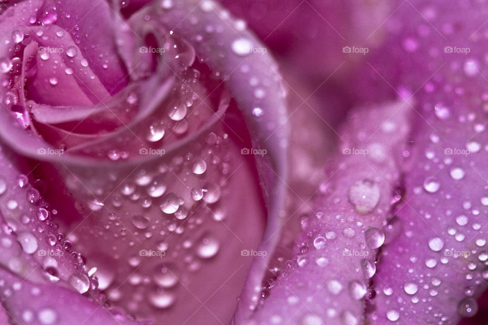 pink flower water love by alex_kore