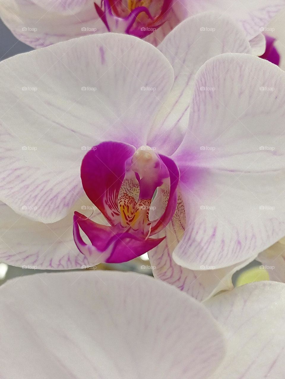 Orchid flower