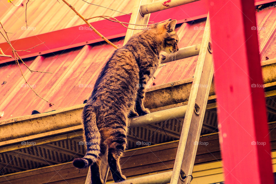 ladder climber