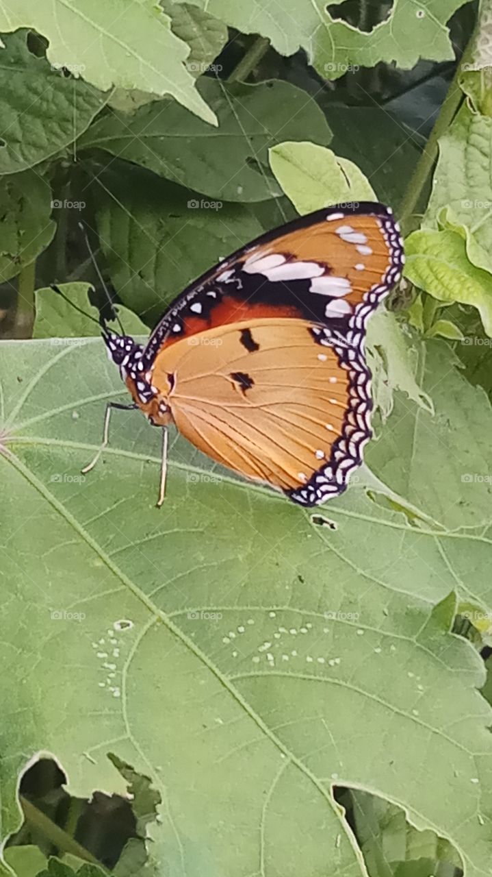 This photo is morning click very natural