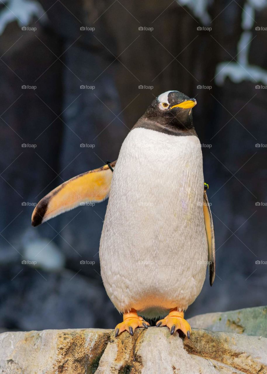 adorable gentoo penguin looking at the camera with its right wing pointing away like its directing traffic