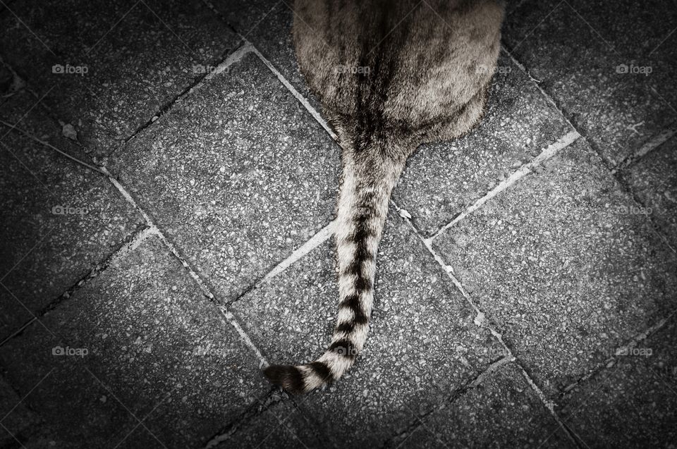 A tail of tabby cat