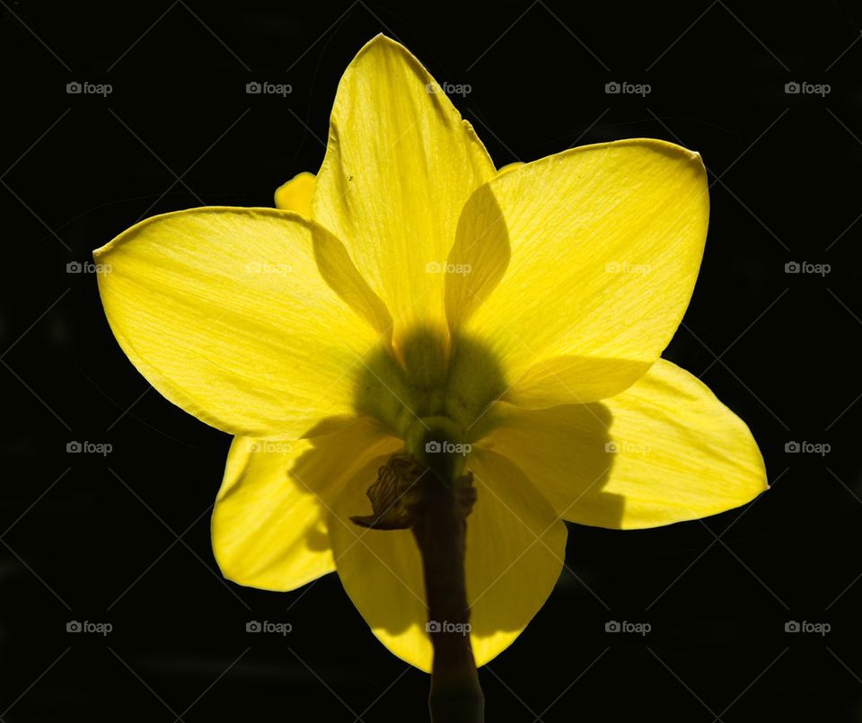 Close-up of daffodil