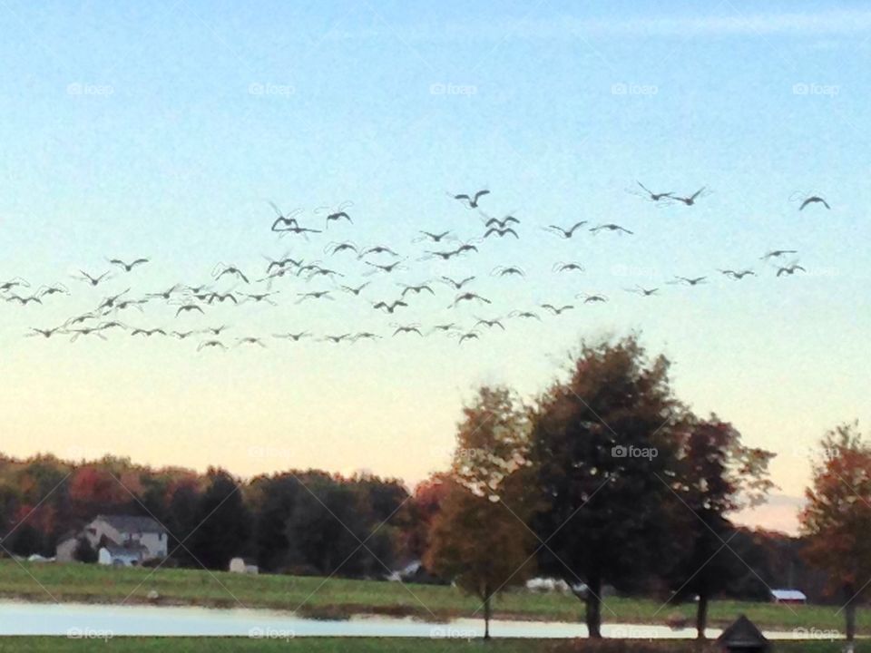 Geese flight Sunset lake