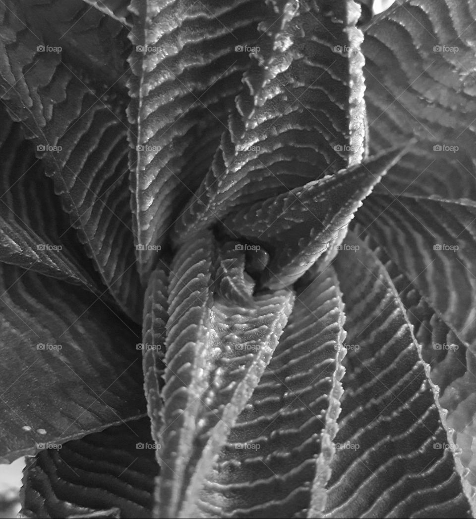 succulent grayscale