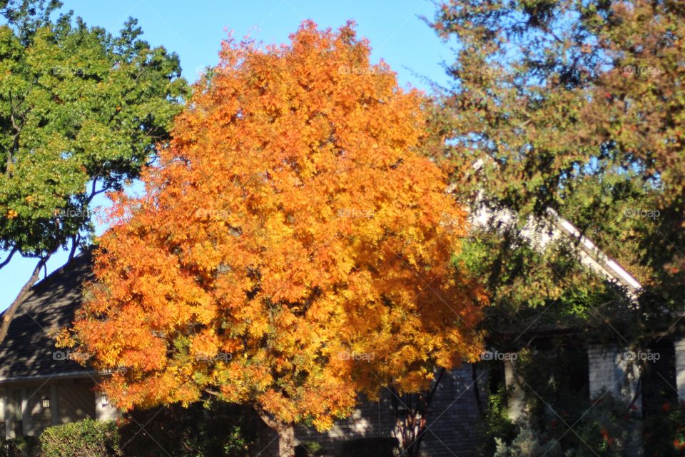 Orange fall leaves 🍁