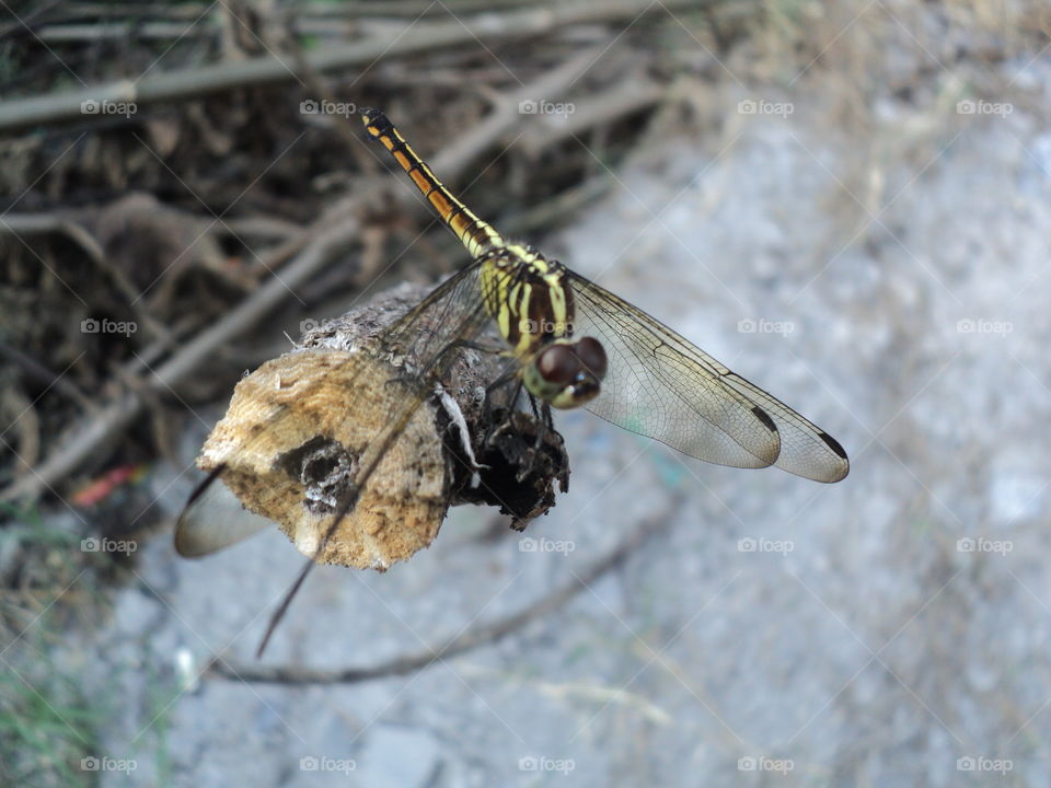 dragonflies perched on wooden trays