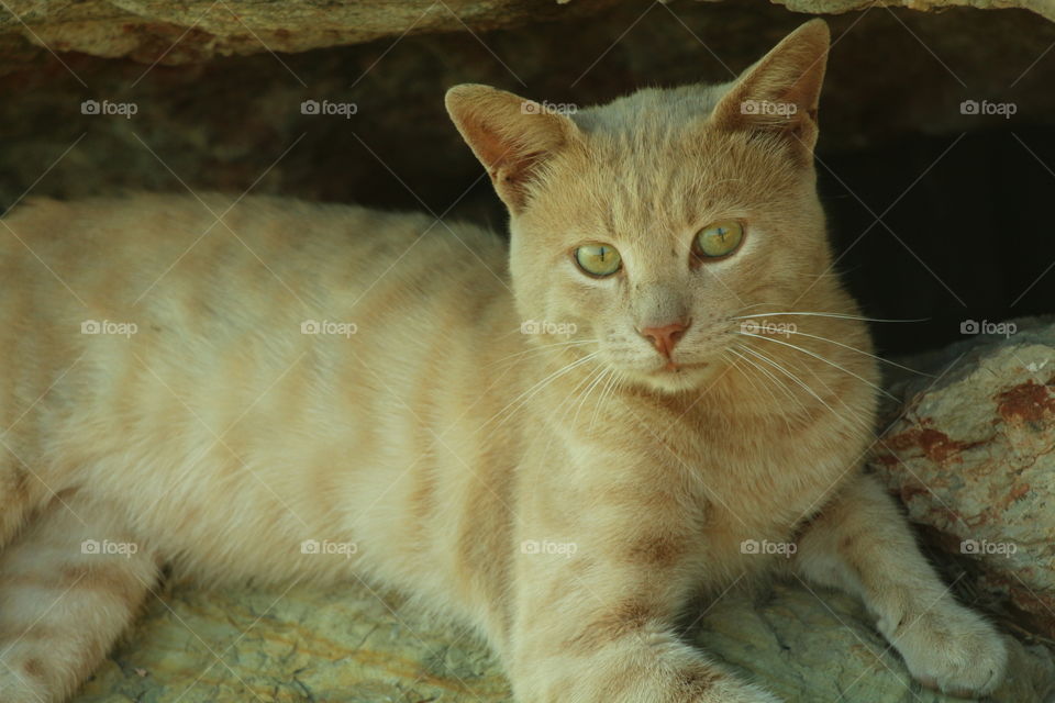 brown cat. beautiful cat With green eyes