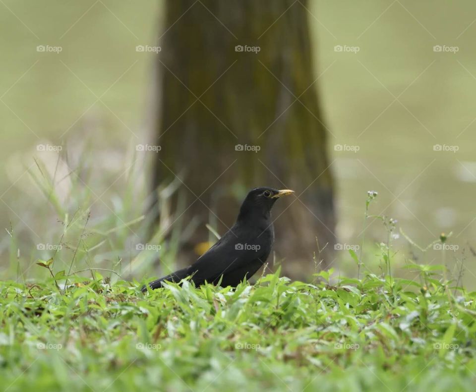 Blackbird