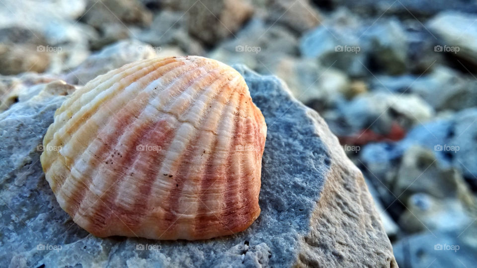 Seashell close up