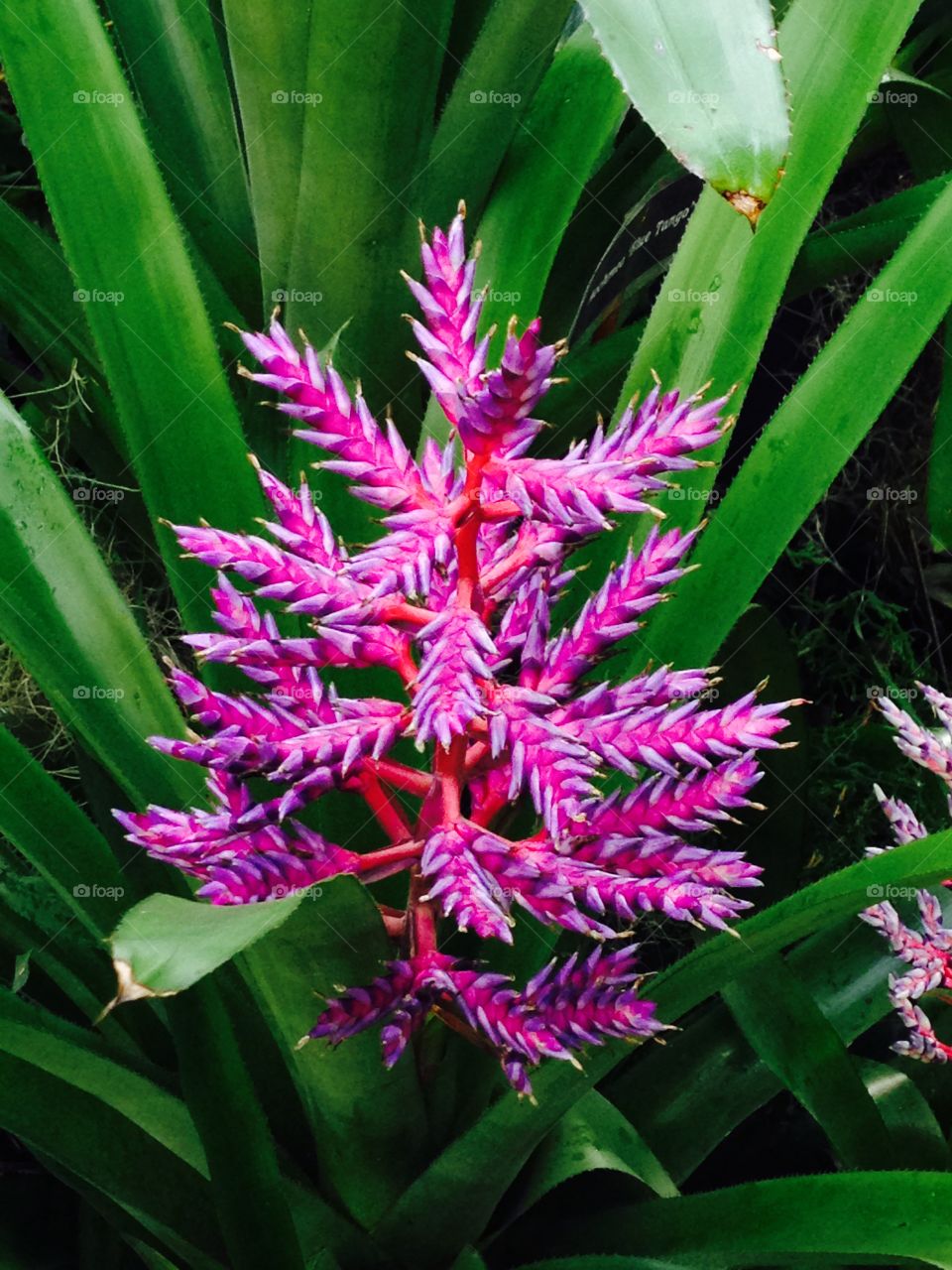 Brilliant magenta spiky bloom 