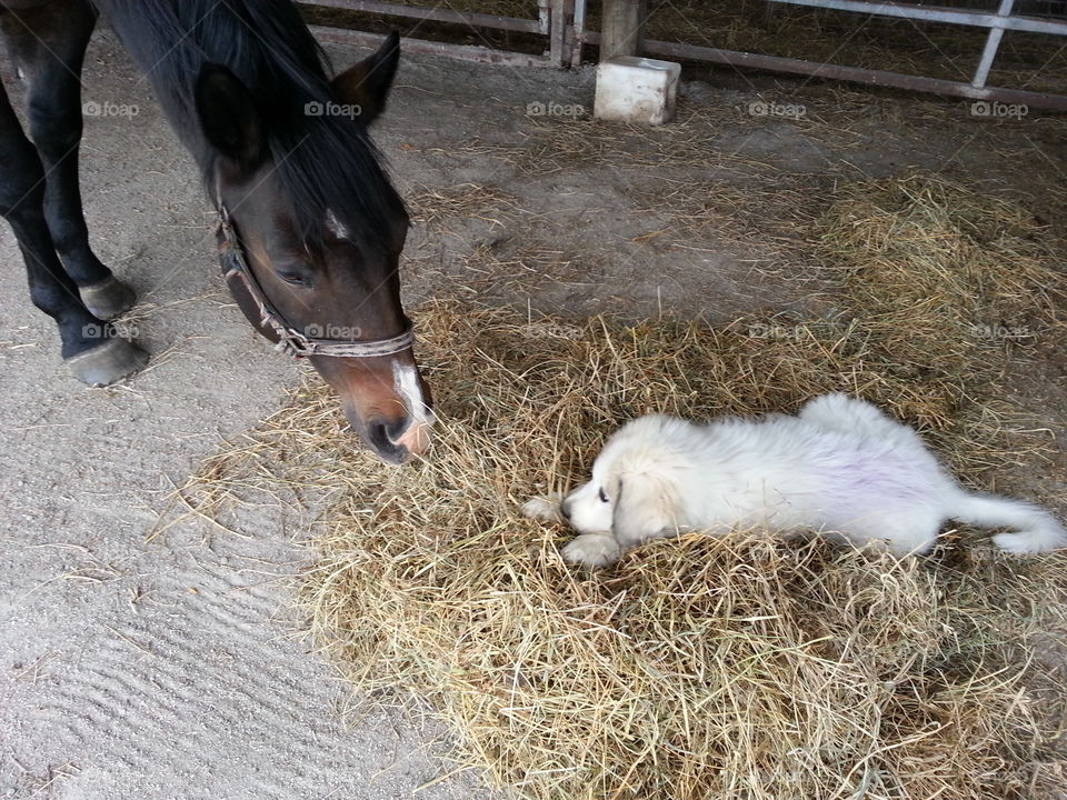 horse and puppy meet