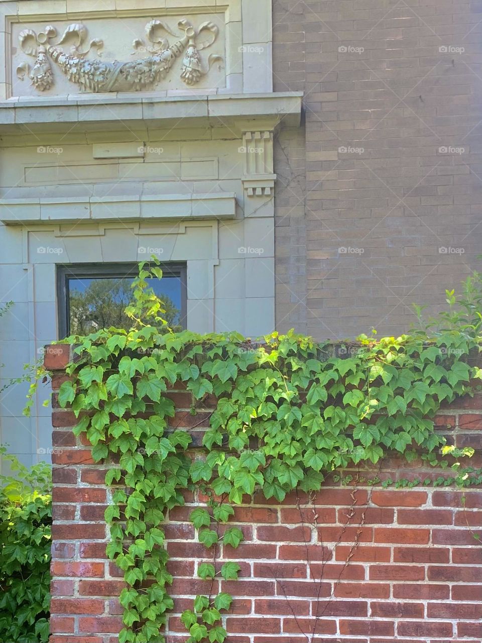 Ivy on wall