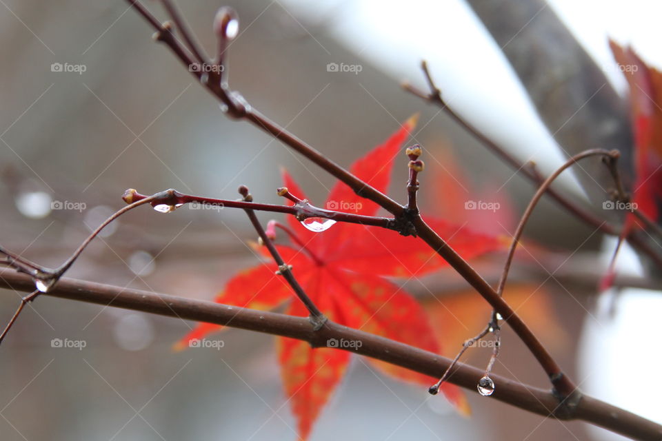 red maple leaf in the backdrop of water drops.