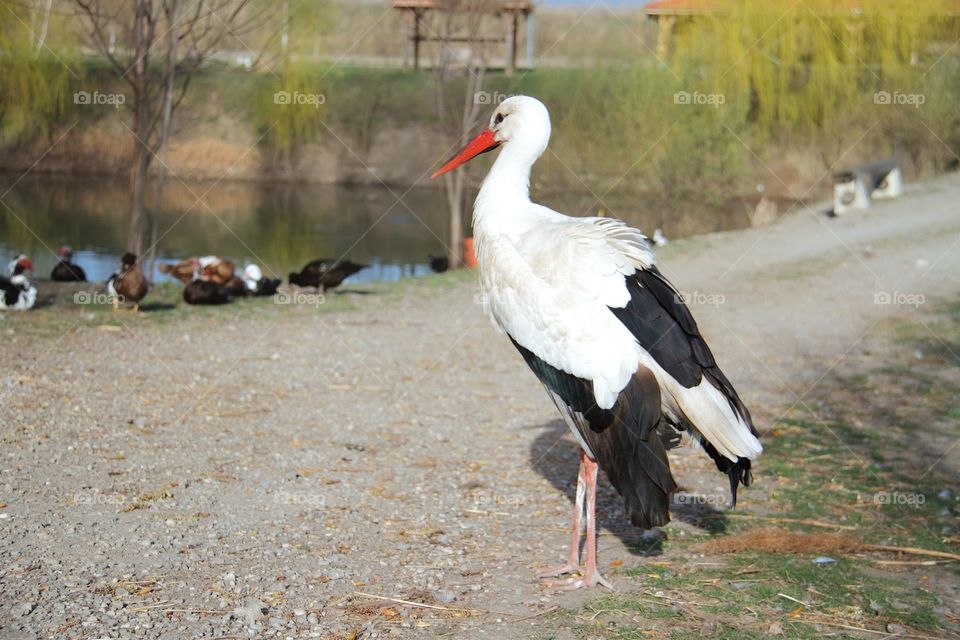 the stork