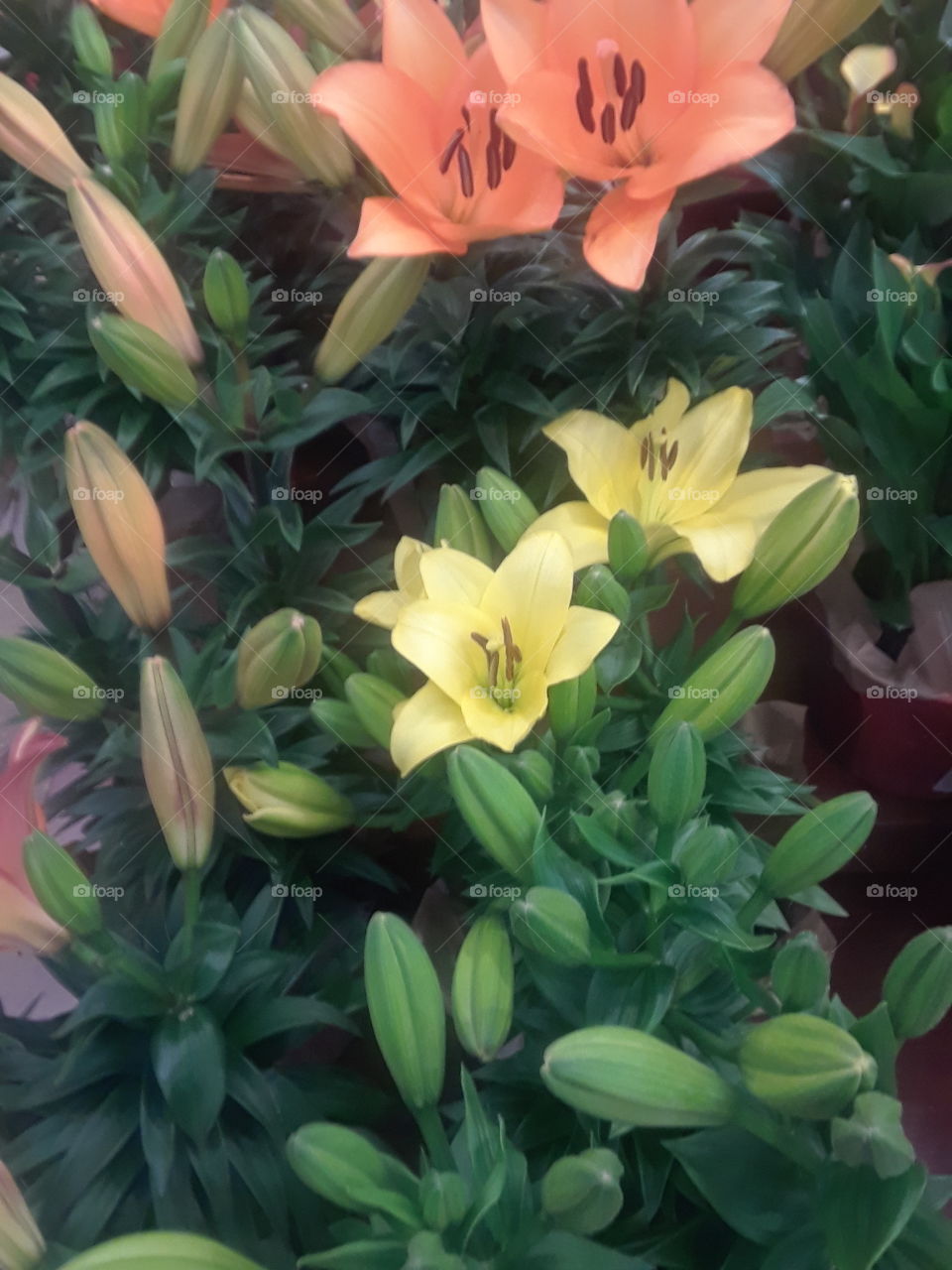 Yellow and Orange Lily Flowers