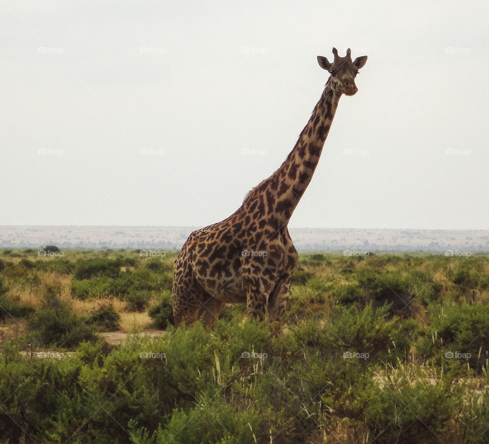 Giraffe of Amboselli