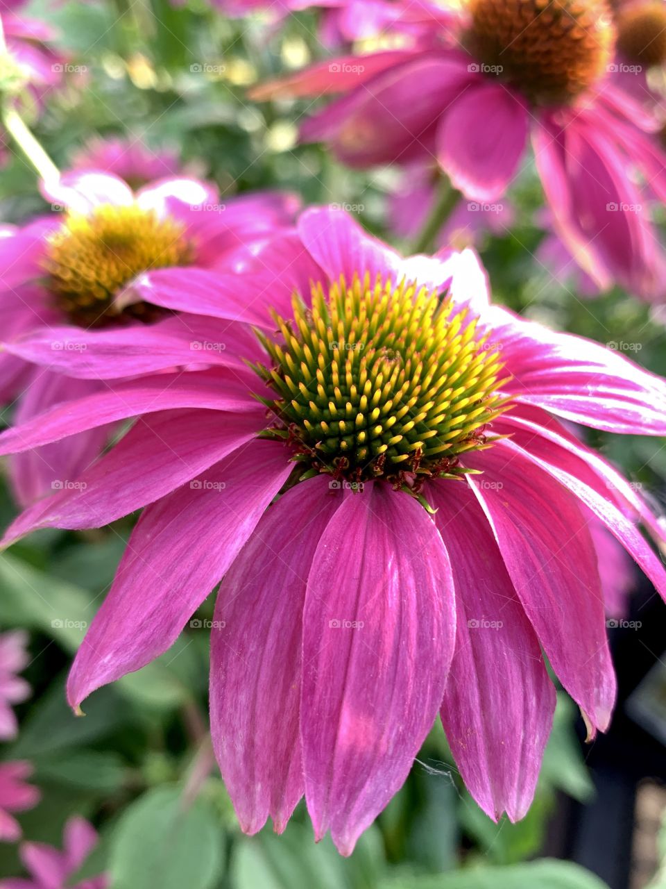 Coneflowers 