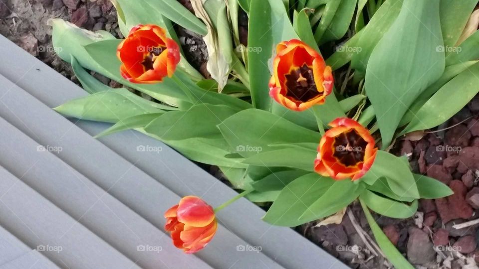 Tulip, Flower, Flora, Leaf, Easter