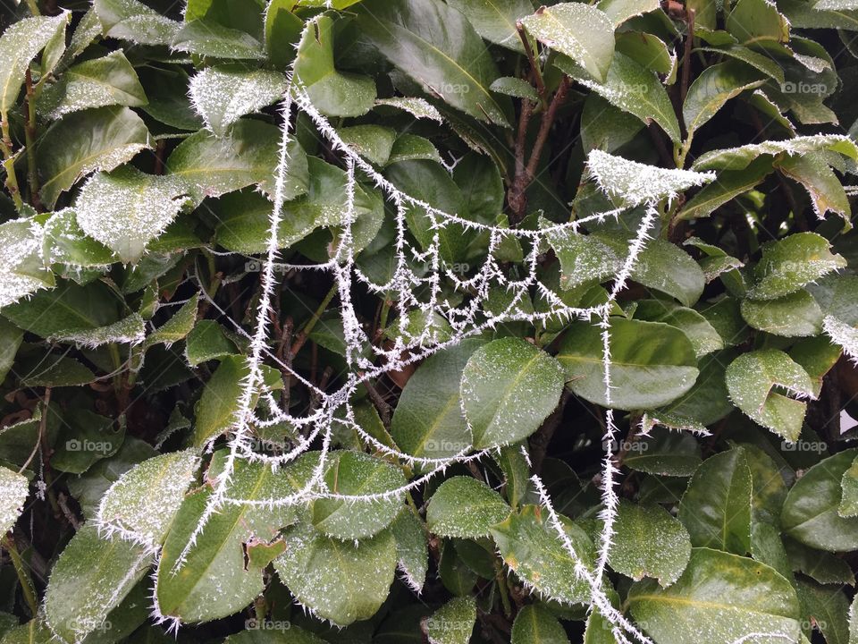Frozen spider web on a bush