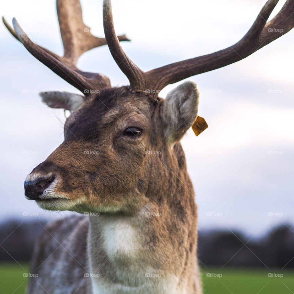 Photogenic deer ! 😍