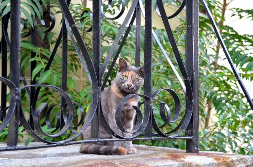 Cat behind the fence