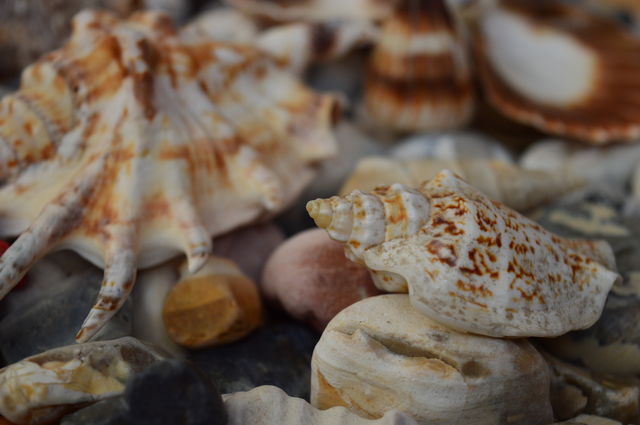 Sea Shells