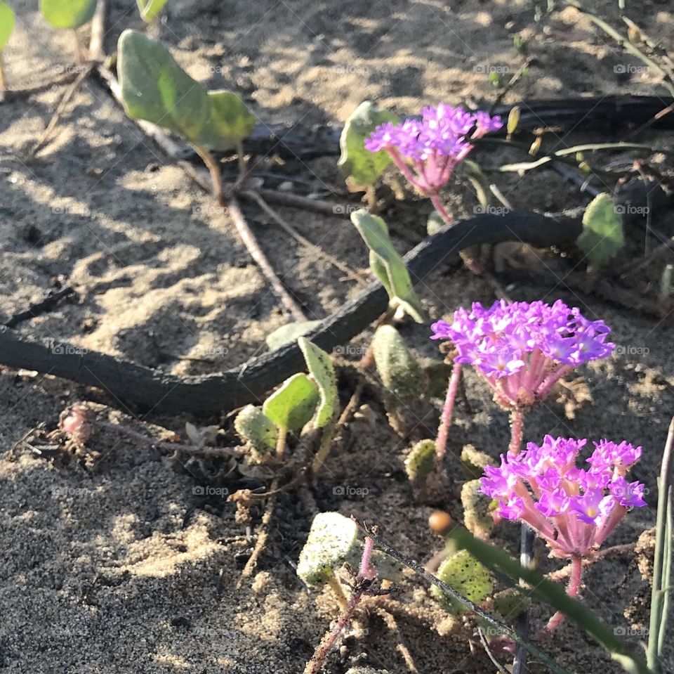 Torrey Pines has a spectacular array of tiny wildflower plants, if one takes the time to find them! 