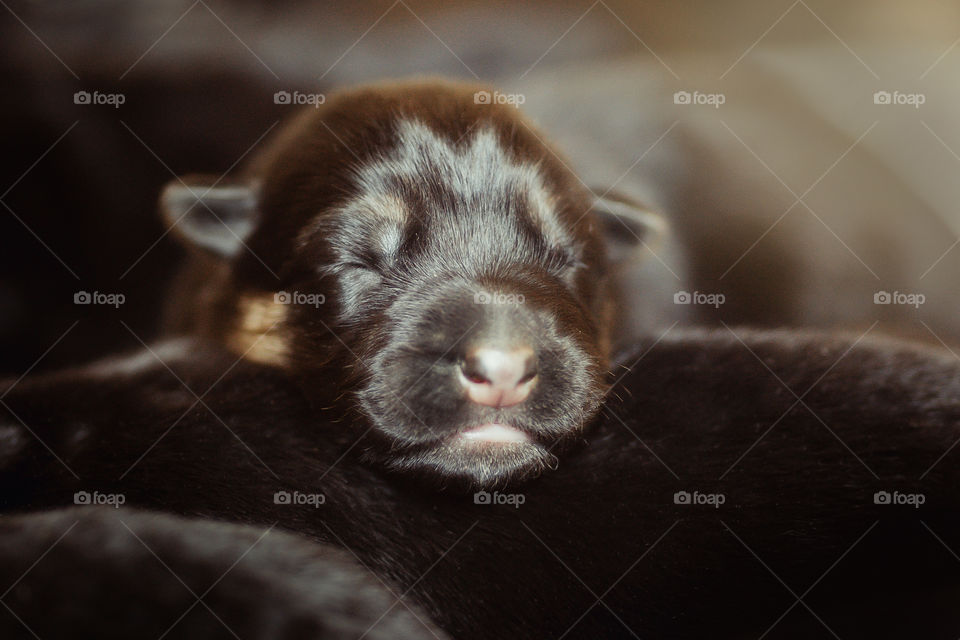Newborn German shepherd puppy portrait 