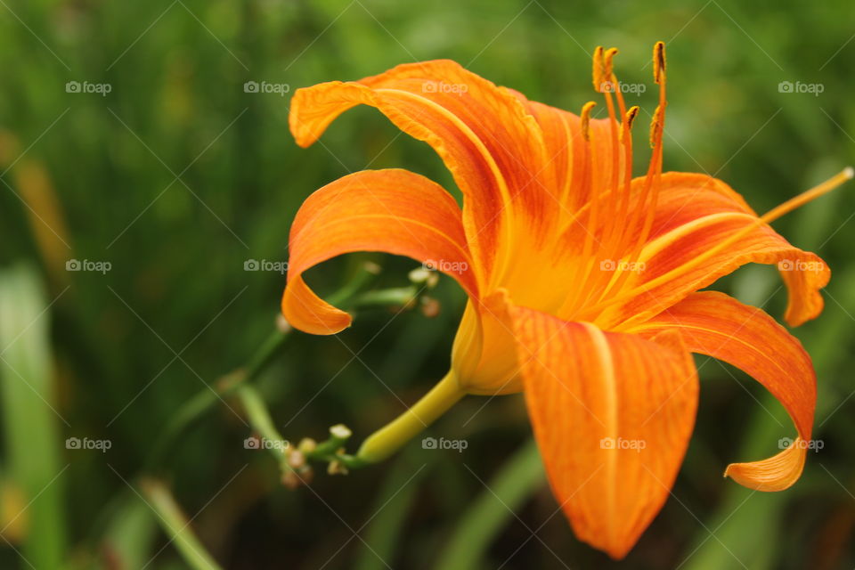 Orange lily flower in bloom