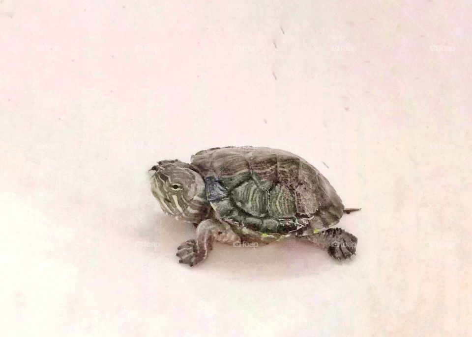 Turtles can tell more about the roads than hares

~Kahlil Gibran