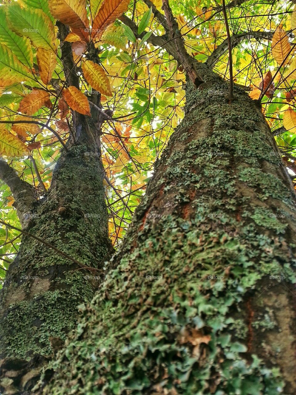 Autumn Trees