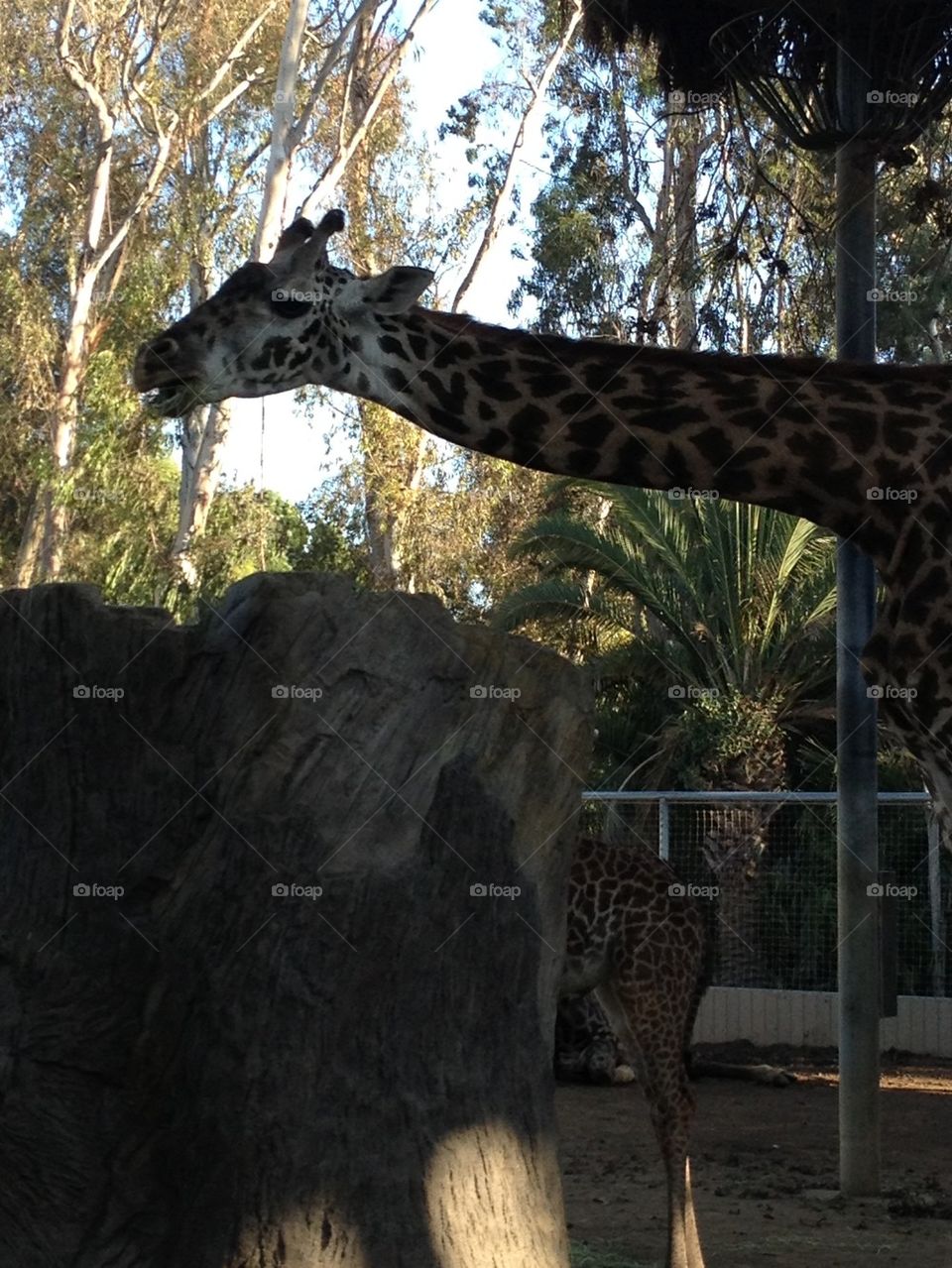 Giraffe