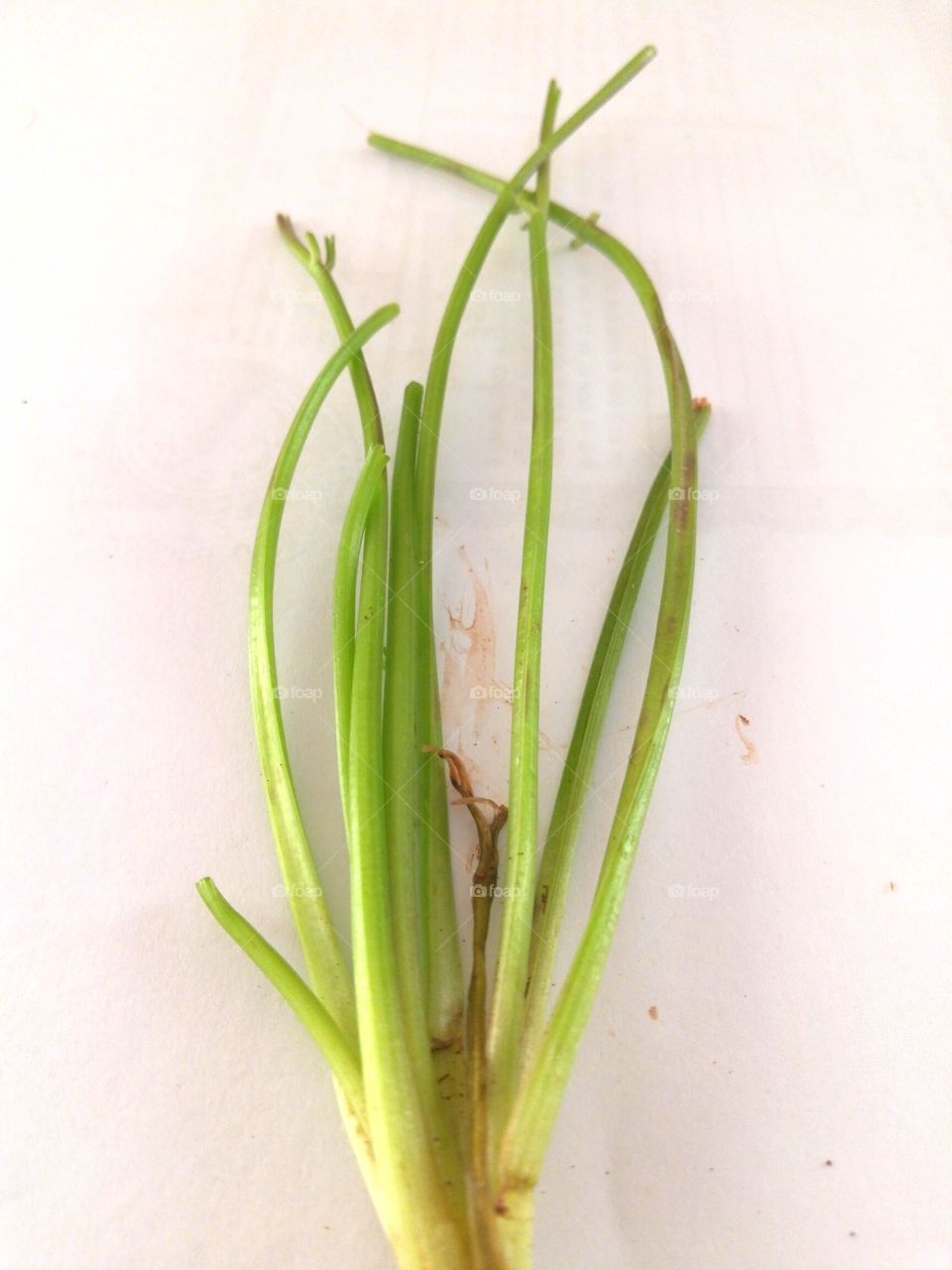 onions planate