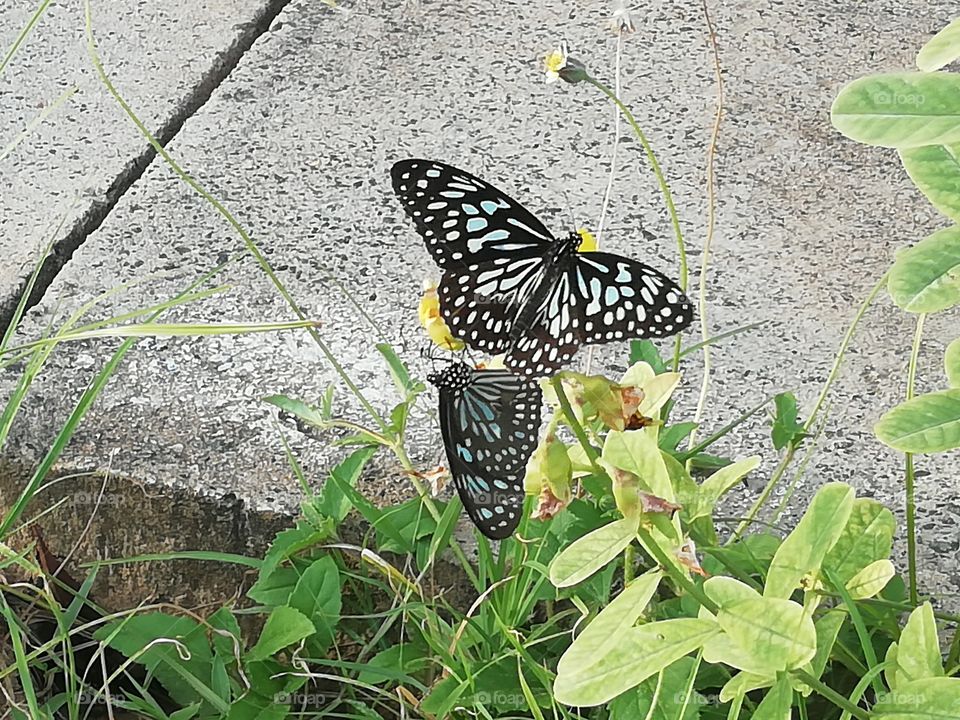 Beautiful black colored butterfly in the middle of the road