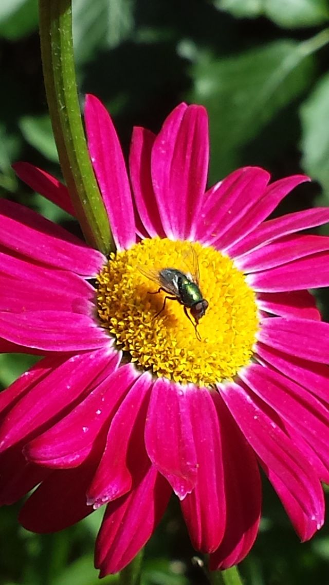 Gerber Daisy & Green Fly