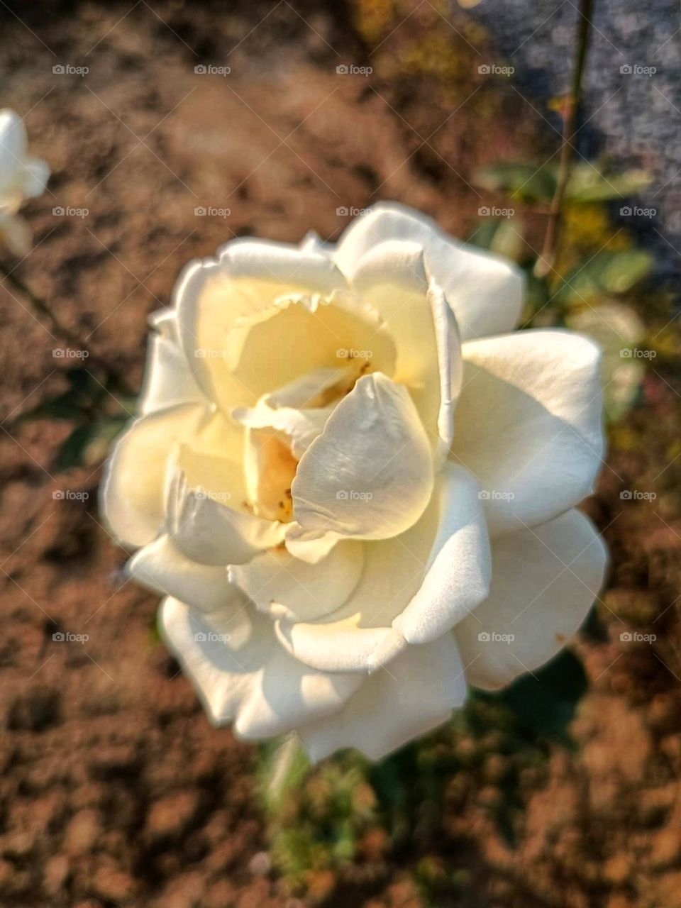 That flower is really enjoying its time in the ground, just soaking up the sunshine and being all peaceful. It's like a little nature meditation session happening right there! 🌼✨