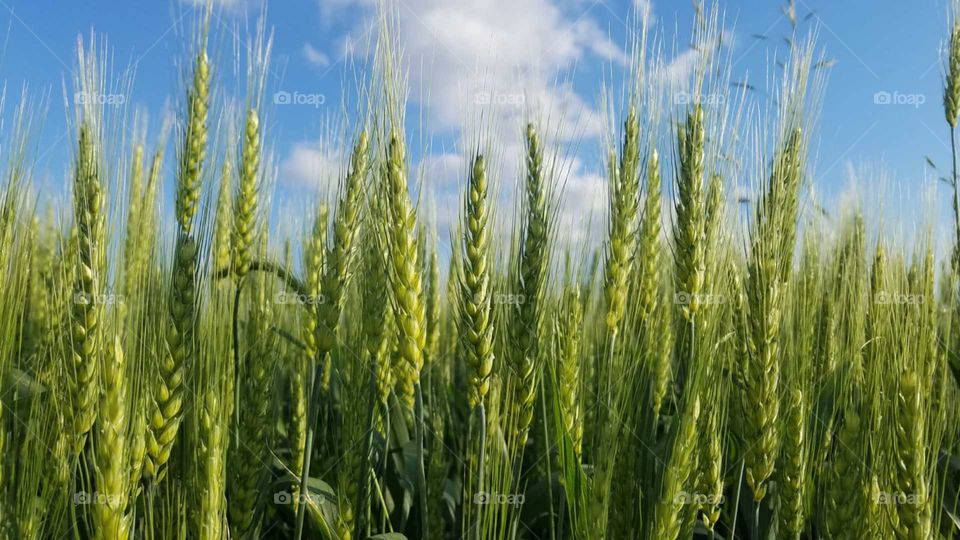 close-up of green wheat