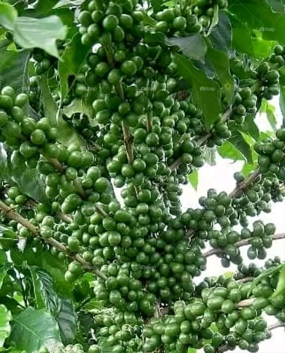 A very beautiful picture, and there is no better picture than it. There is no better picture of green herbs and colorful, red and white roses than it. Glory be to God, the natural and picturesque view, and there is no more