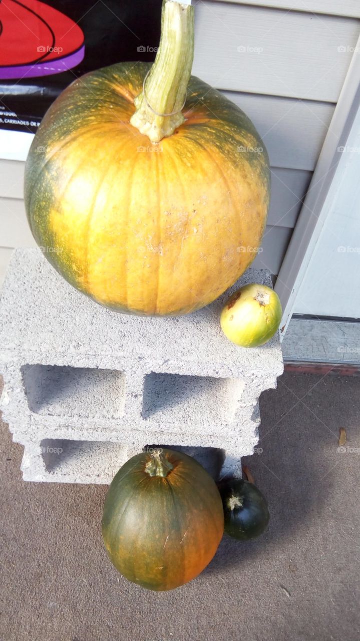 Homegrown Pumpkins