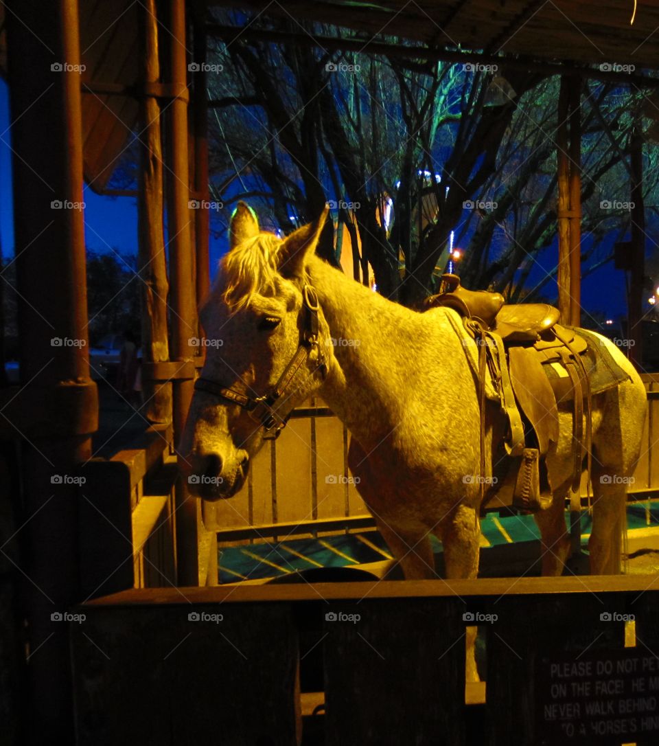 Saddled Horse, Night time, Texas