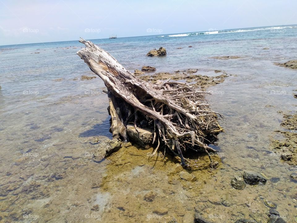 Remain tree due to the natural disaster of tsunami