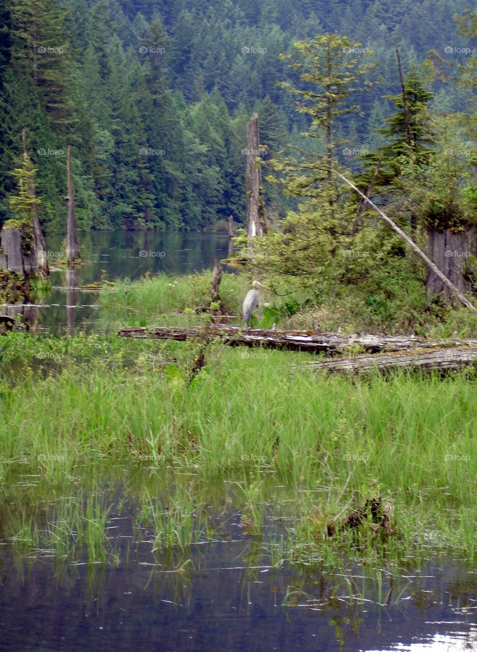 Lone pelican hides amongst nature’s grasses and trees on a fall day In British Columbia 